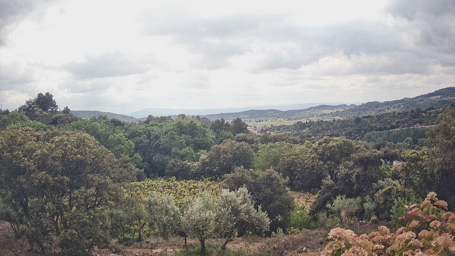 Félines-Minervois › Sud