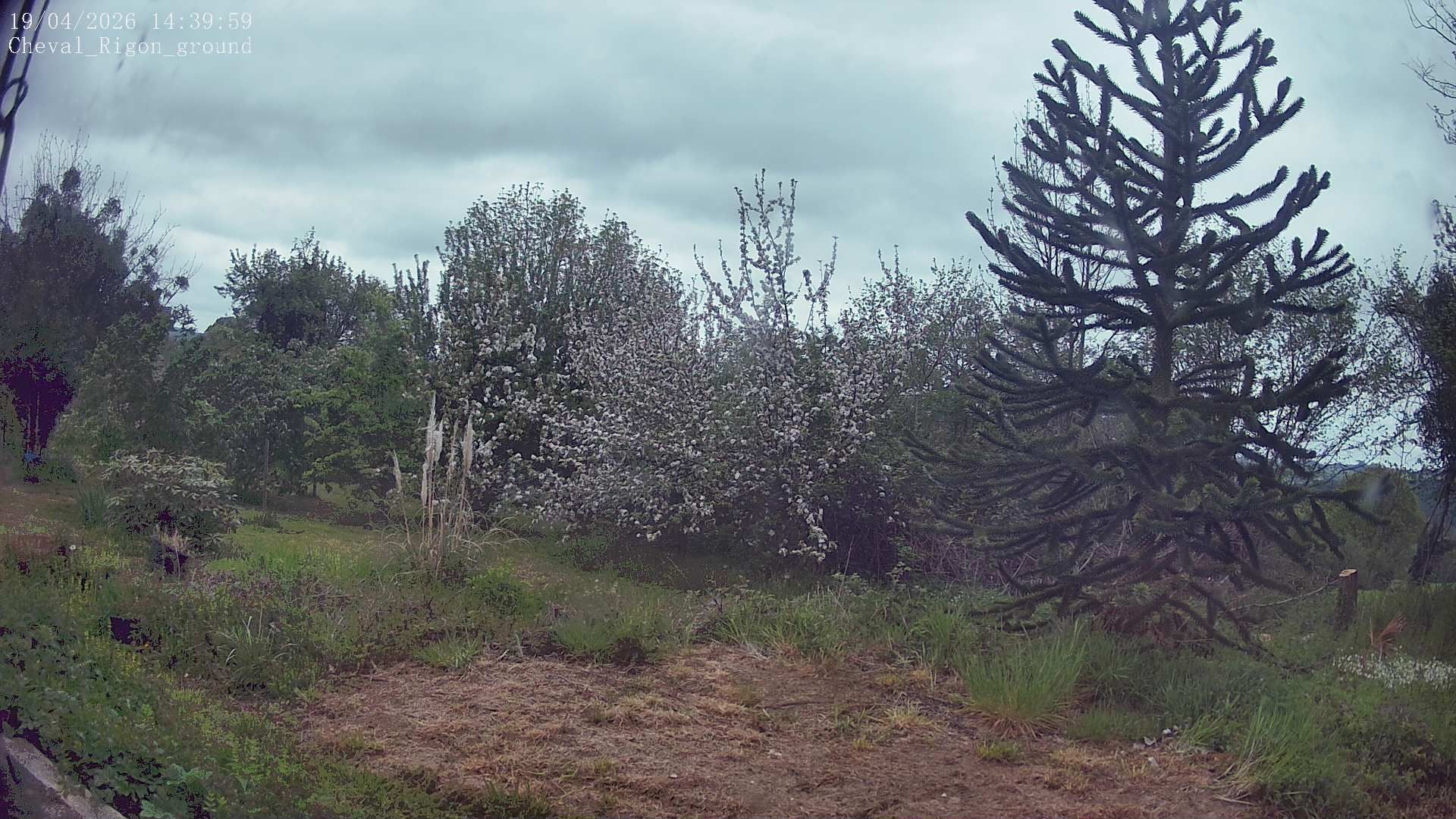 Ferrières-sur-Sichon: Cheval Rigon groundcam