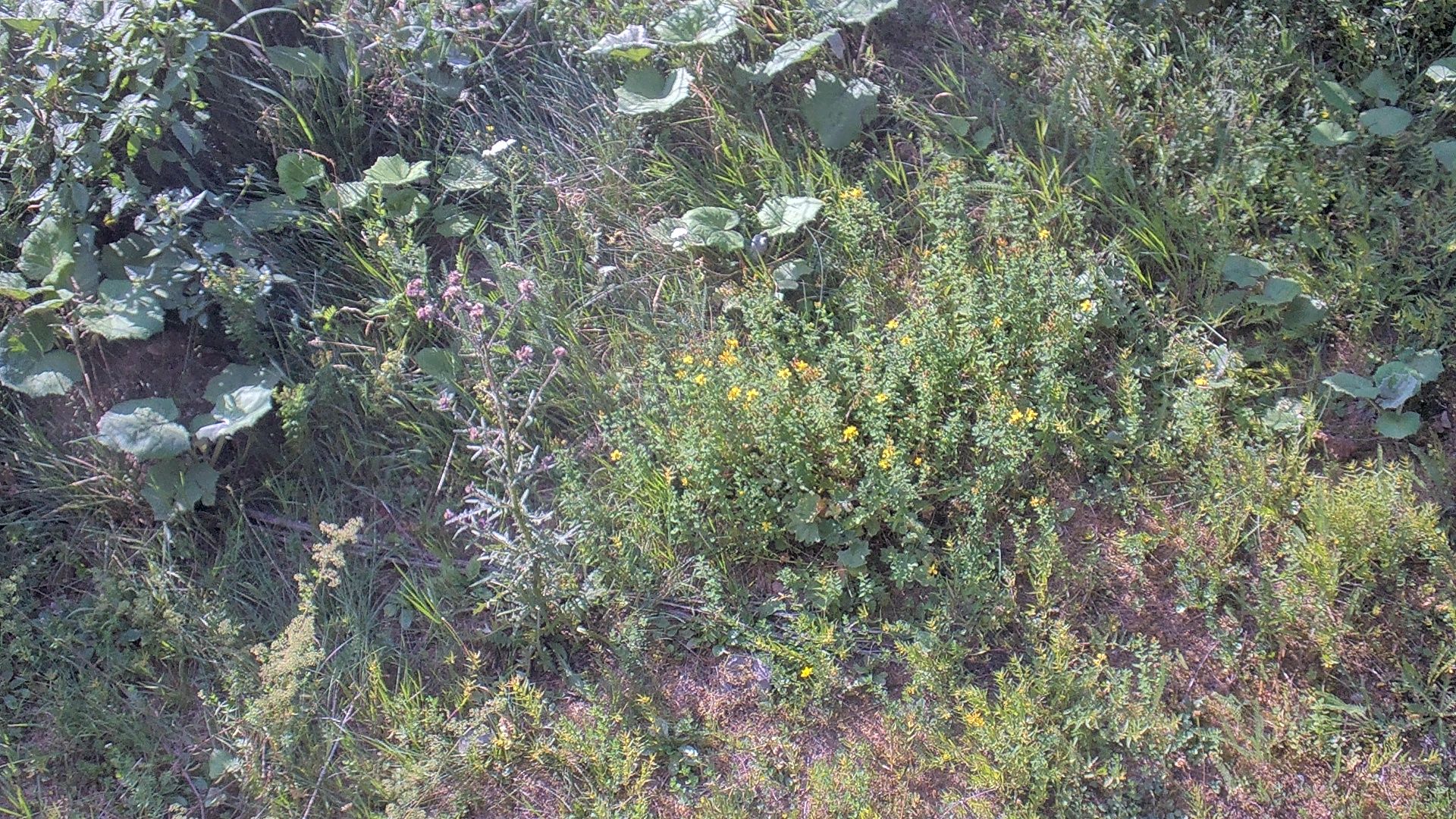 Les Gets › Nord-ouest: Mont Chéry
