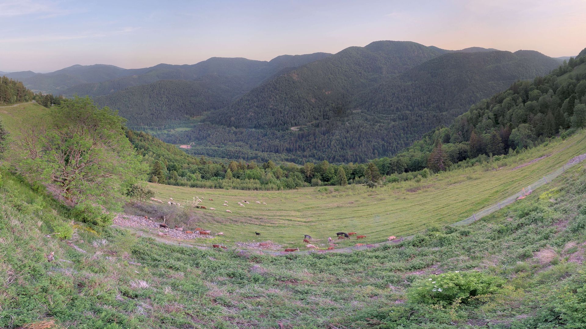 Urbès › Sud-est: Ferme-Auberge Gustiberg Urbès - Col de Bussang - Chambres en demi pension